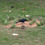 The monk parrots gather behind Lake Highlands High School.