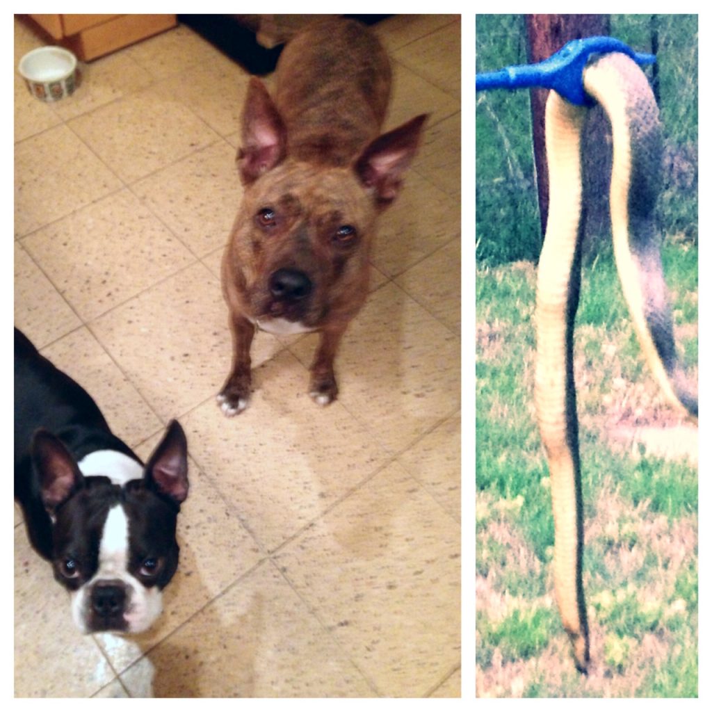 These two canines are suspects in the killing of this big snake. 