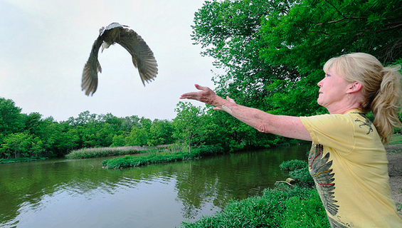 Kathy Rogers after a White Rock Lake bird rescue: Photo by Robert Bunch