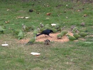 The monk parrots gather behind Lake Highlands High School.