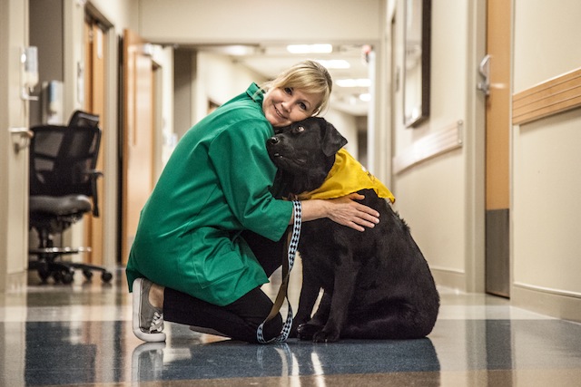 Chili, a classic black lab, is a registered therapy dog and visits patients, along with her owner, Barbara Sanders, at Texas Health Presbyterian Hospital: Photo by Kim Leeson