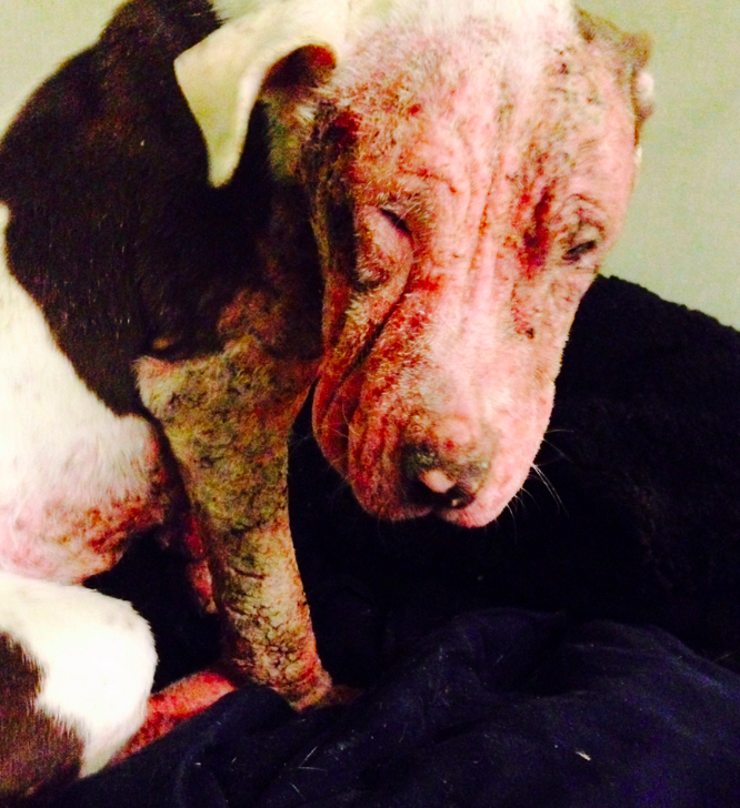 This ravaged pup landed at Lake Highlands' East Lake Pet Orphanage during a winter storm