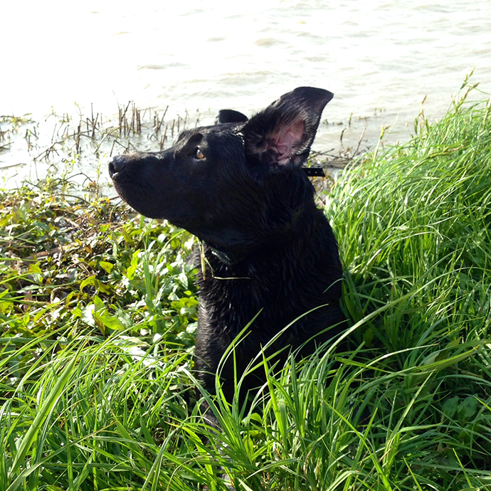 Ellie, a 3-year-old Labrador retriever