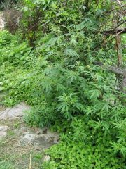 p331293-Bhutan-Marijuana_plant_near_Paro-180x240.jpg