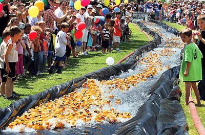 What a duck derby might look like, from a duck derby in Santa Cruz.