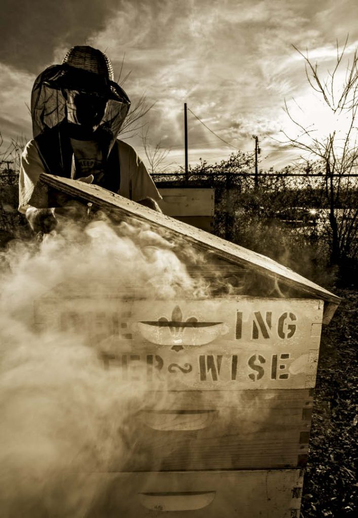 THE SMOKING HIVE Brandon Pollard lifts the lid off a hive at the Lake Highlands Community Garden. Smoke sedates the insects, Pollard says, because they are hardwired to conserve energy for flight when anticipating a hive fire. Bee smoking is an ancient practice — 15,000-year-old cave paintings show humans sedating bees with smoke. Photo by Danny Fulgencio 