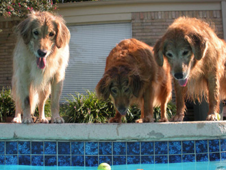 Golden retrievers Bella, Tex and Zoie keep their eyes on the prize. 