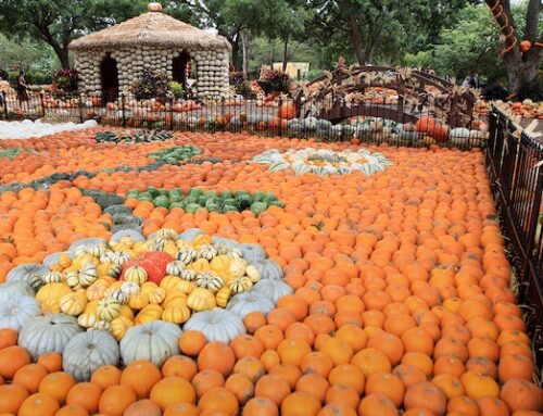 Arboretum hosting Pumpkins and Pints Night Sunday