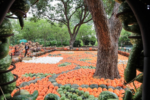The Dallas Arboretum opened the Pumpkin Village for Autumn at the Arboretum on Sept. 21. Photo by James Coreas