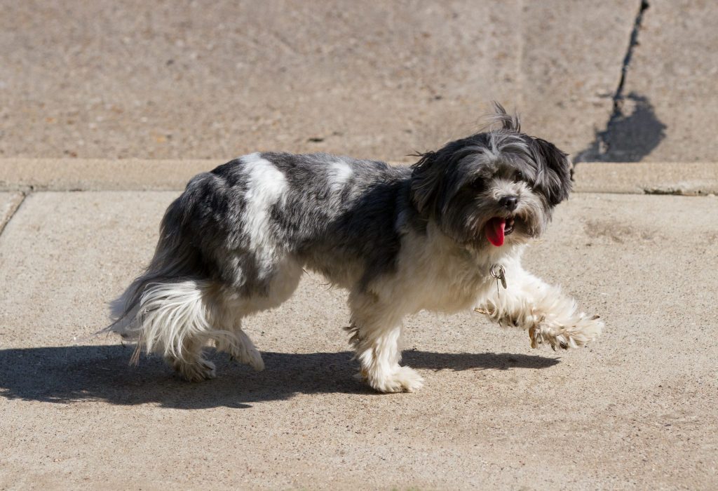The victim's Shi Tzu, Tucker, fled the house and ran from neighbors who tried to help him and is still missing: James Corea 