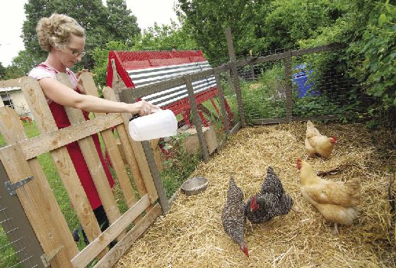 Old Lake Highlands' Sarah Perry tends to the coop in 2009: by Can Turkyilmaz