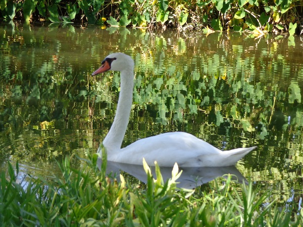 Katie the swan at White Rock Lake: Photo by Kelley Murphy