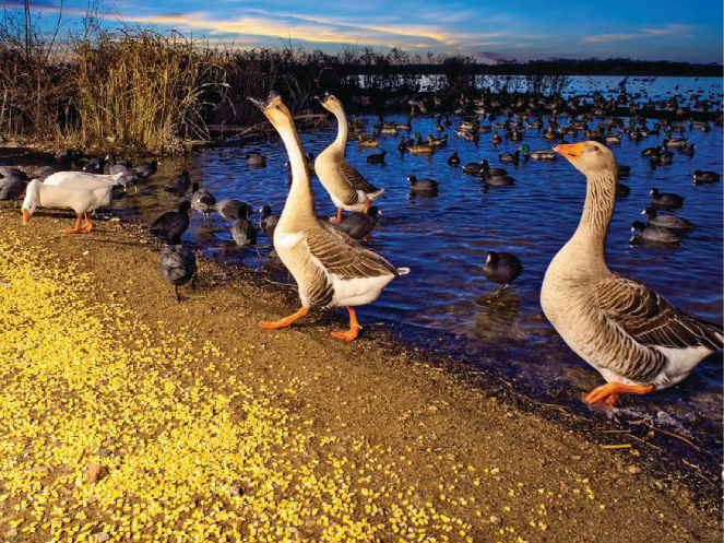 Geese at White Rock Lake