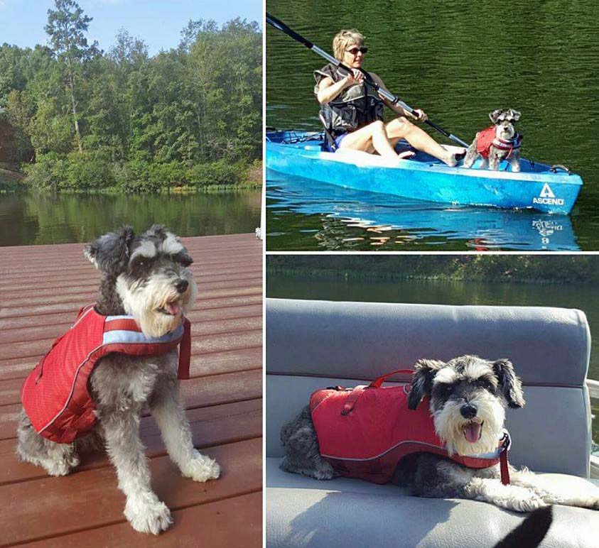 Gus is always ready for the lake in his life vest from Hollywood Feed. Photo by Richard Goodis on Instagram, Hollywood Feed's Facebook page.