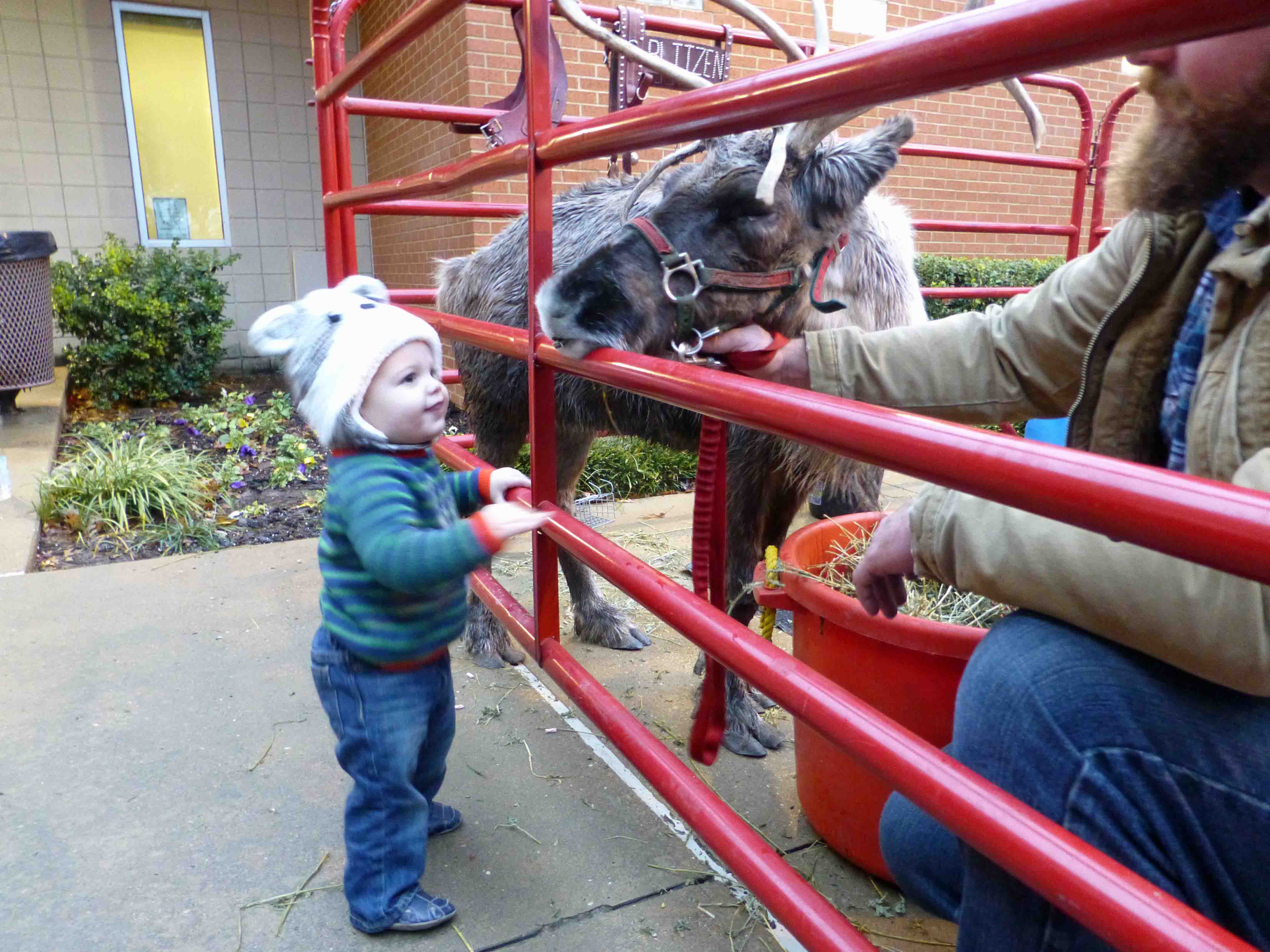 Santa will bring his reindeer, and fans of all ages are invited. Photo by Carol Toler.