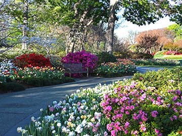 courtesy of the dallas arboretum