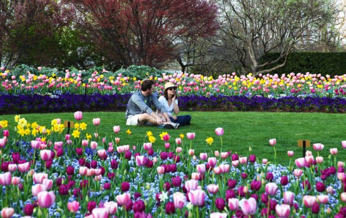 Dallas Blooms at the arboretum.