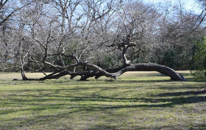 The unusual Lake Highlands Park pecan tree before it was vandalized. (Photo by Velpeau Hawes)