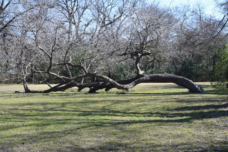 The unusual Lake Highlands Park pecan tree before it was vandalized. (Photo by Velpeau Hawes)