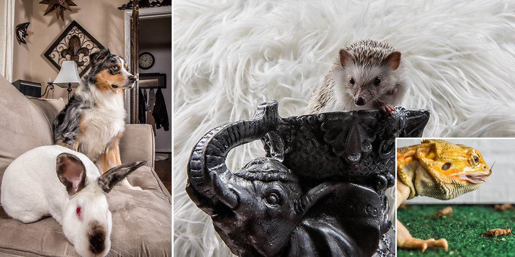 From left: Marley the dog and Henry the rabbit cuddle on the couch; Cali the hedgehog strikes a pose; Maui the bearded dragon on the hunt. (Photo by Danny Fulgencio)