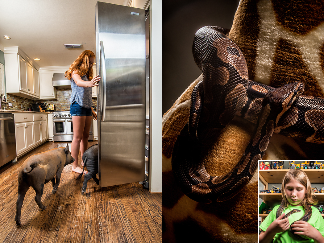 From left: Pigs come running when Haley Ephraim opens the fridge; Hayden Ephraim gets cozy with his pet snake, Mr. Cuddles the python. (Photos by Danny Fulgencio)