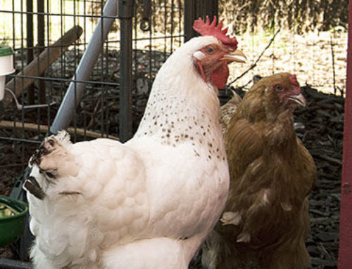 Avian flu was detected in Dallas. Here’s how to protect chickens, other birds