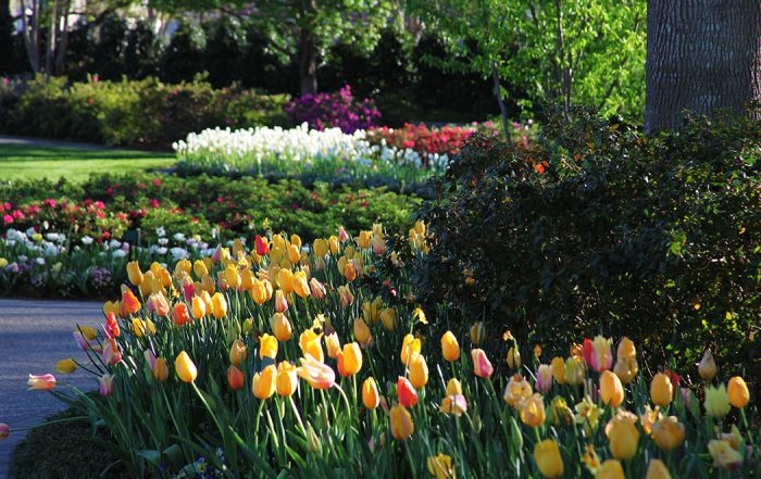 Dallas blooms (Photo courtesy of Dallas Arboretum)