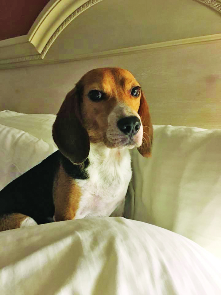 Cosmo is a rescue beagle.