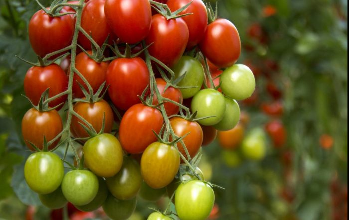 Cluster of tomatoes.
