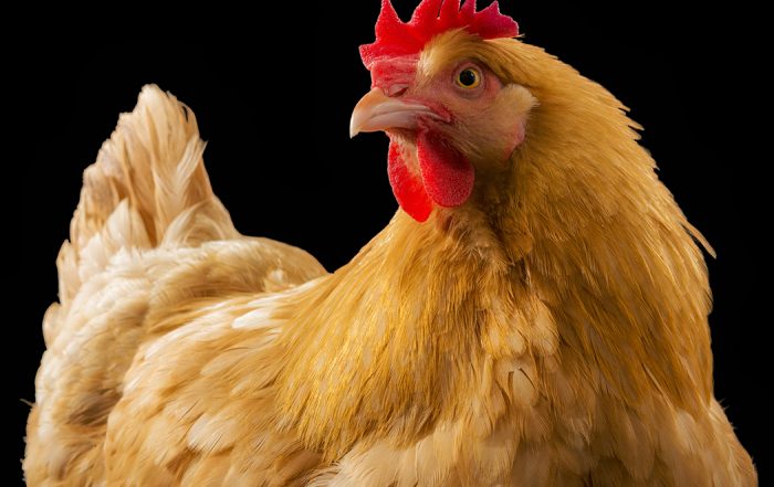 A chicken.