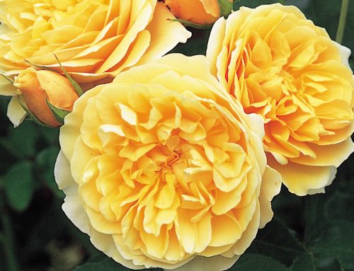 Spring is in bloom at North Haven Gardens’ annual Rose Weekend