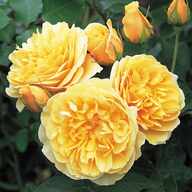 The ‘Teasing Georgia’ is a large English climbing rose that blooms well into the fall. Image courtesy of David Austin Roses.