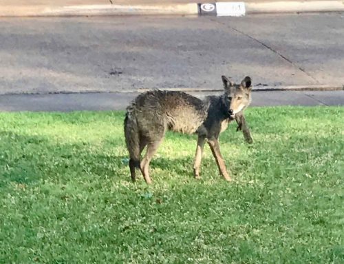 City to criminalize wildlife feeding after coyote attack