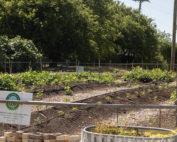 Lake Highlands Community Garden