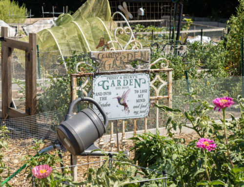 Lake Highlands community garden: where neighbors are cultivating food, friendships