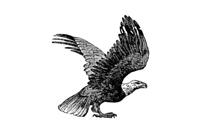 Bald eagle