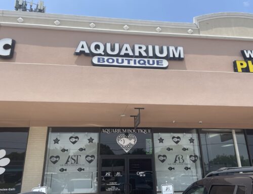 Aquarium store owned by LHHS graduate closing after 12 years