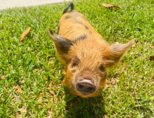 Cookie, the miniature pig