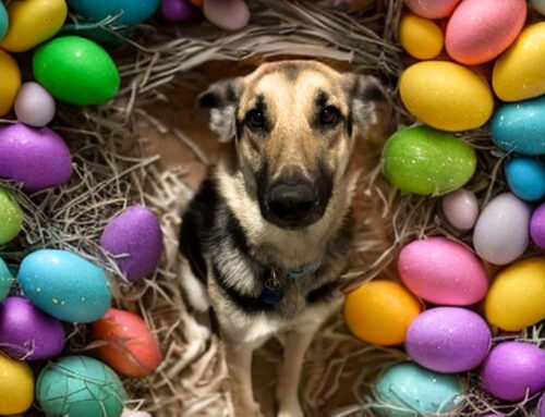 ‘Ain’t Nothing but a Hound Dog’ Egg Hunt Saturday