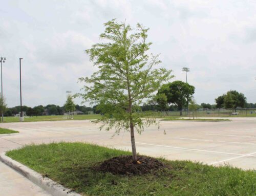 Volunteers plant new trees at Richland College