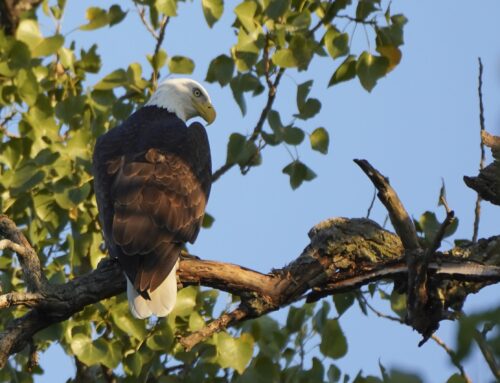 Eagles Nick and Nora’s eaglets are learning to leave the nest