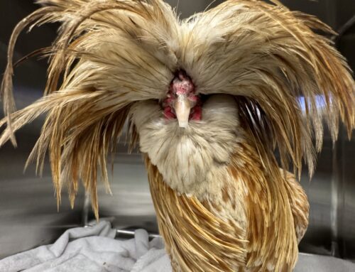 ‘Is that a chicken with dreadlocks?’ viral video ends with healing for Polish rooster