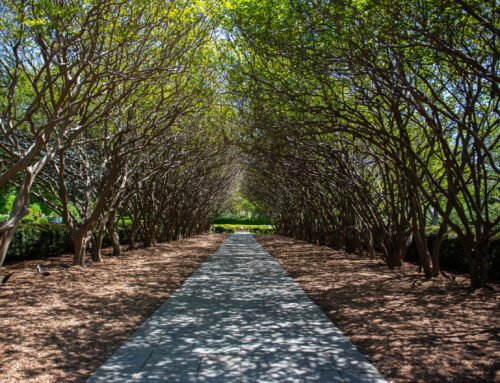 Giant bunnies, birds and butterflies coming to Dallas Arboretum this April