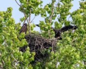 White Rock Eagles