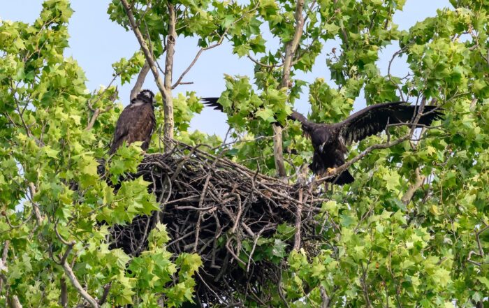 White Rock Eagles