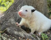 North Texas Wildlife Center