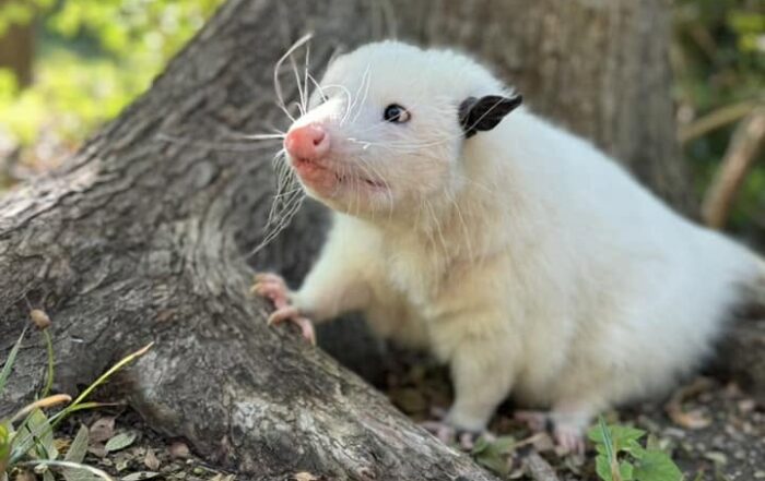 North Texas Wildlife Center