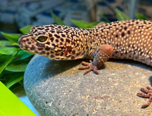 Old Lake Highlands teen raises exotic creatures