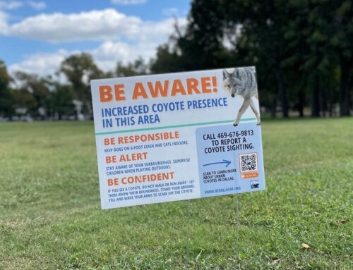 Neighbors report uptick in coyote and bobcat traffic