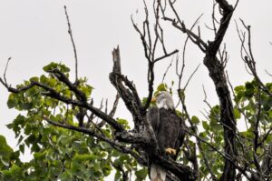 Nick and Nora welcome 3 eaglets